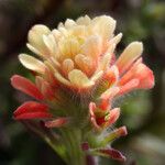 Castilleja affinis Flower
