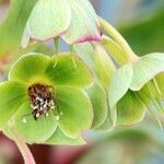 Helleborus foetidus Otro