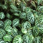 Begonia imperialis Habit