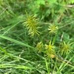 Cyperus strigosus 葉