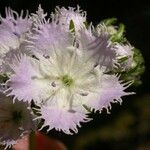Phacelia purshii Blüte