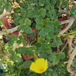 Oxalis megalorrhiza Blatt