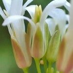 Fourraea alpina Flower