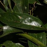 Nectandra membranacea Blatt