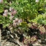 Pseudorlaya pumila Flower