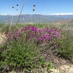 Onobrychis cornuta Natur