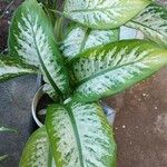 Dieffenbachia seguineBlad