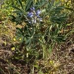 Lupinus albus Агульны выгляд