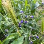 Anchusa officinalisFlower