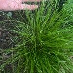 Isolepis cernua Leaf