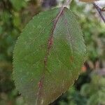 Malus floribunda Leaf