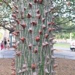 Ceiba speciosaRinde