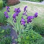Iris × germanica Blomst