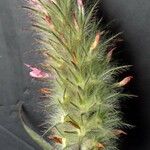 Trifolium infamia-ponertii 花
