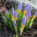 Crocus versicolor Celota