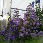 Campanula medium整株植物