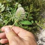 Trifolium diffusum Feuille