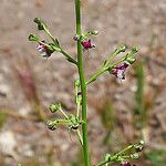 Scrophularia provincialis Beste bat