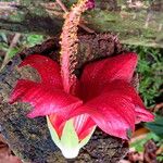 Hibiscus elatus Květ