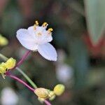 Gibasis geniculata Blomma