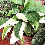 Spathiphyllum wendlandii Hoja