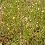 Oenothera linifolia Habit