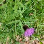 Centaurea nigraЦветок