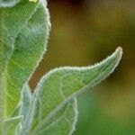 Verbascum thapsus Blad