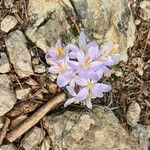 Crocus corsicus Flower