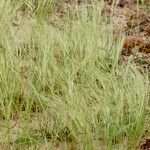 Aristida funiculata 花