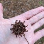 Liquidambar styracifluaПлод