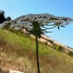 Daucus carota Květ