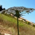 Daucus carota Virág