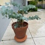 Eucalyptus gunnii Хабит