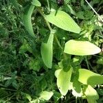 Hypericum hirsutum Blad