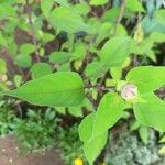 Salvia involucrata Hoja