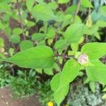 Salvia involucrata برگ