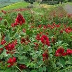 Hedysarum coronarium Bloem