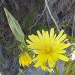 Scorzonera hispanica Blüte