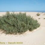 Traganum moquinii Hábito