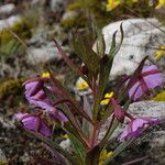 Epilobium conspersum Агульны выгляд