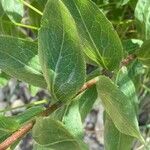 Pentanema spiraeifolium Leaf