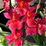 Cattleya brevipedunculata Çiçek