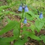 Mertensia paniculata Flower