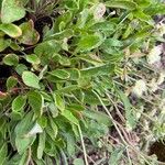 Eriogonum jamesii Leaf