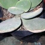 Crassula cotyledonis Leaf