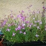 Matthiola longipetalaFlower