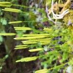 Lycopodium clavatumLeaf