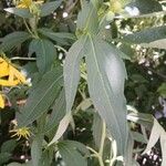 Rudbeckia laciniata Hoja