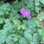 Geranium × oxonianum Flower